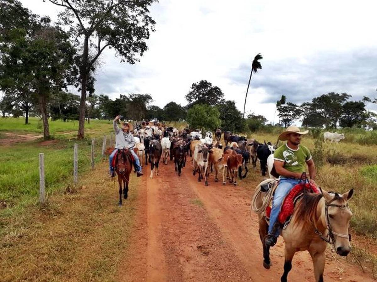 Peão tocando boiada na Transpantanera no Pantanal. Stock Photo