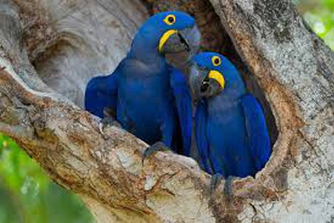 Dia do Pantanal: Cavalgadas são aventura certa para viver um pouco da  cultura do homem pantaneiro – Turismo MS