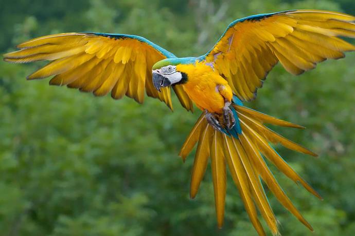 Cavalgar com uma verdadeira comitiva boiadeira é possível no Pantanal  sul-mato-grossense – Turismo MS